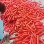 大荔县陕西万亩红萝卜基地，产地直发，条形好，货源充足质量保证