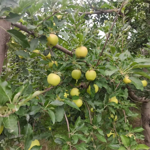 运城嘎啦。青苹果