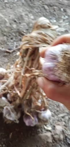 潍坊安丘大蒜