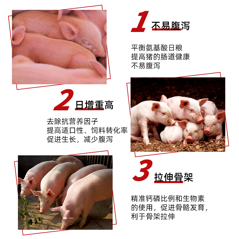 金昊圓金圓圓 仔豬乳豬濃縮料育肥保育豬濃縮飼料 廠家直銷包郵
