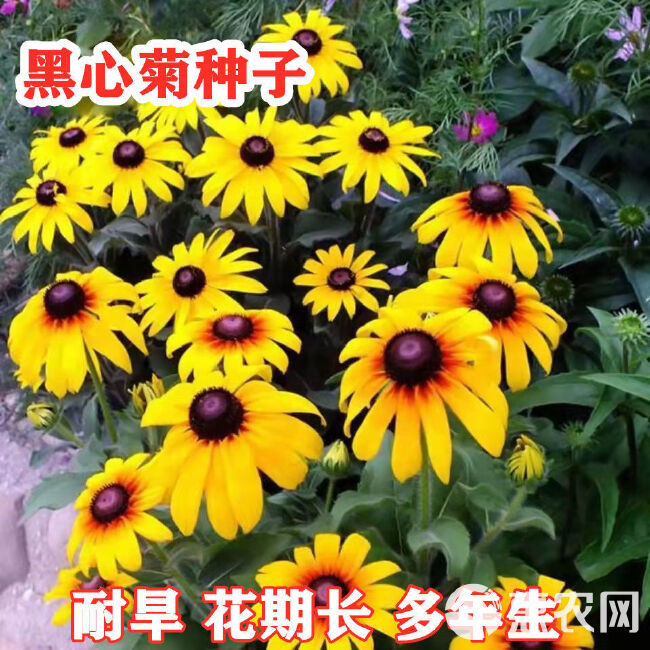 黑心菊种子宿根多年生景观工程园林绿化耐旱春播草花种子花期长