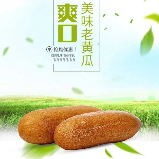 梨树县吉林四平精品老黄瓜
