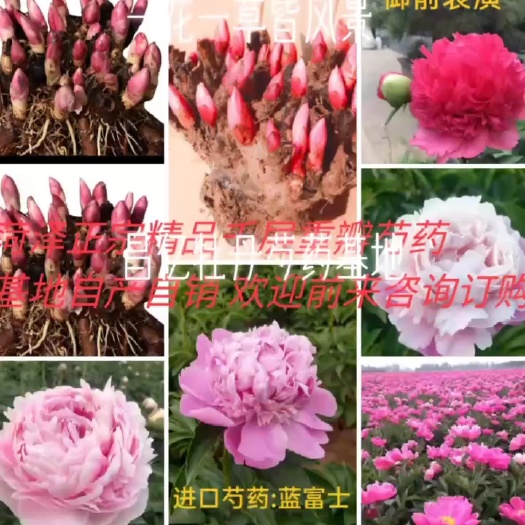 菏泽山东菏泽正宗多花芍药   爆款推荐 精品观赏芍药