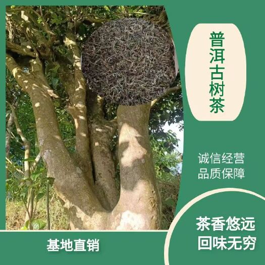 景东县普洱茶 古树茶 单株茶 绿茶  树龄古老 茶色好味香