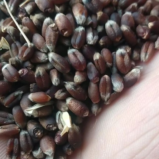济宁黑小麦粉 品质保证资质齐全