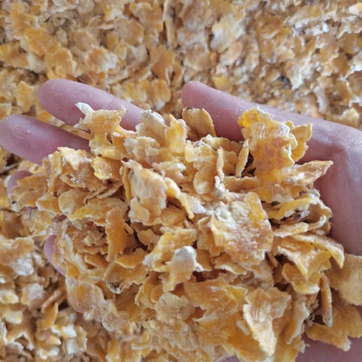 和林县玉米压片