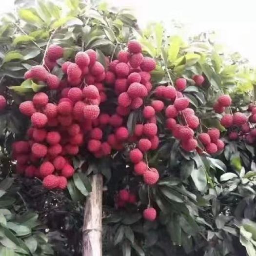 平南县仙进奉荔枝