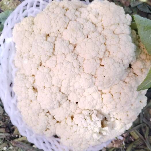 张北县坝上白花菜花 80天小米有机花
