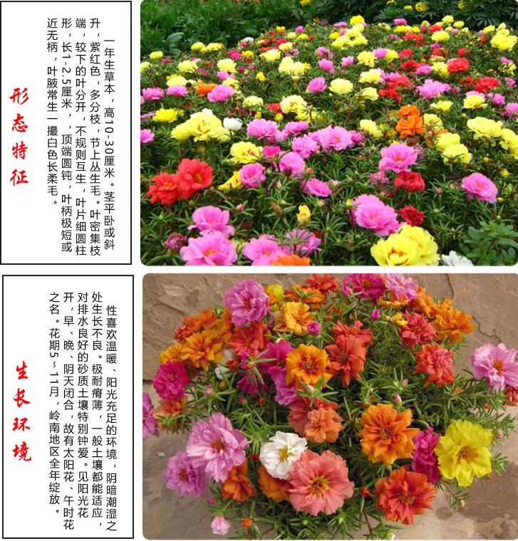 重瓣太阳花花种子花籽四季开花阳台室内花卉易活室外种孑花种籽子