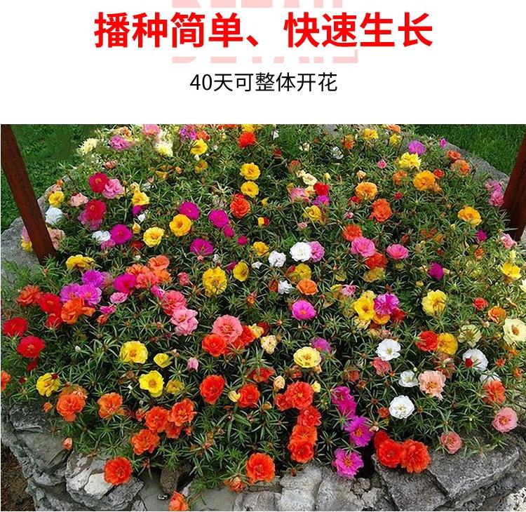 重瓣太阳花花种子花籽四季开花阳台室内花卉易活室外种孑花种籽子