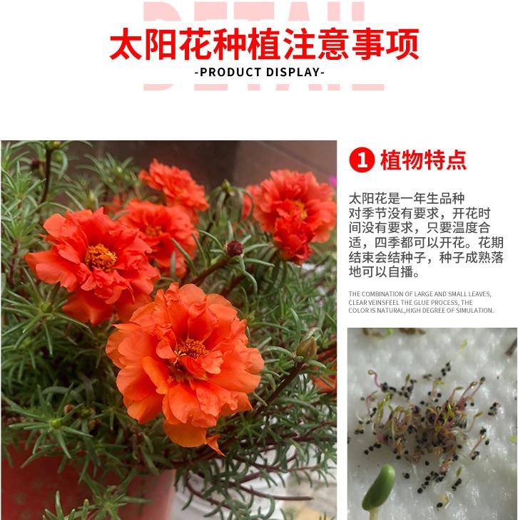重瓣太阳花花种子花籽四季开花阳台室内花卉易活室外种孑花种籽子