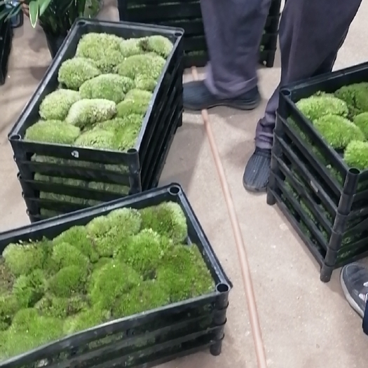 深圳精品白发藓，室内造景用完还剩4平方，低价处理