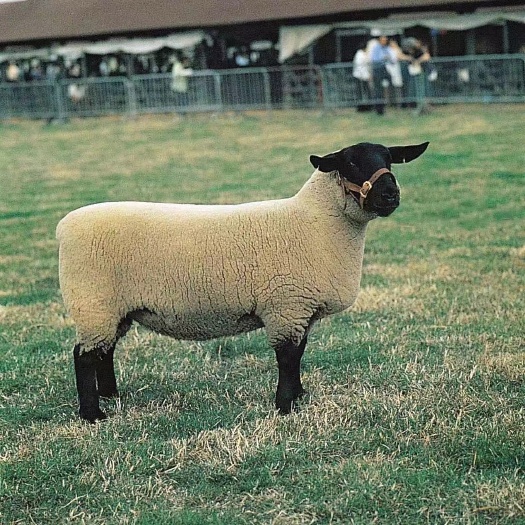 丰县萨福克绵羊小羊羔头胎怀孕母羊种羊活体厂家直销支持线上交易
