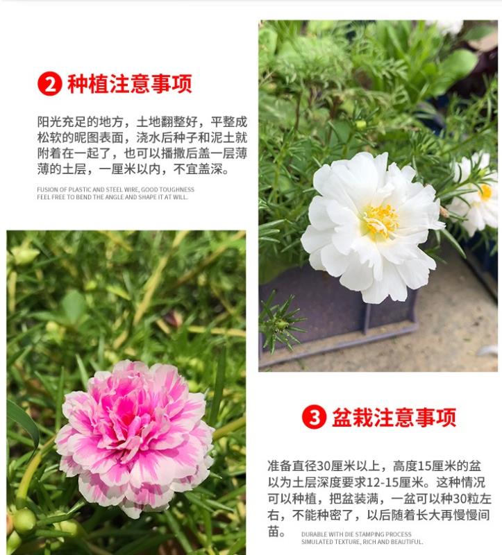 重瓣太阳花花种子花籽四季开花阳台室内花卉易活室外种孑花种籽子