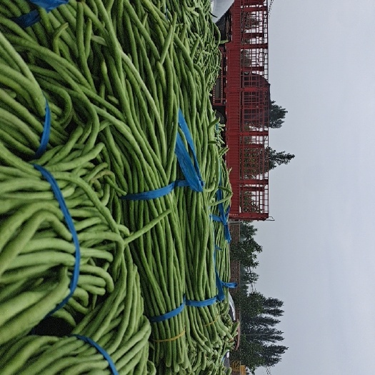 开封精品豆角