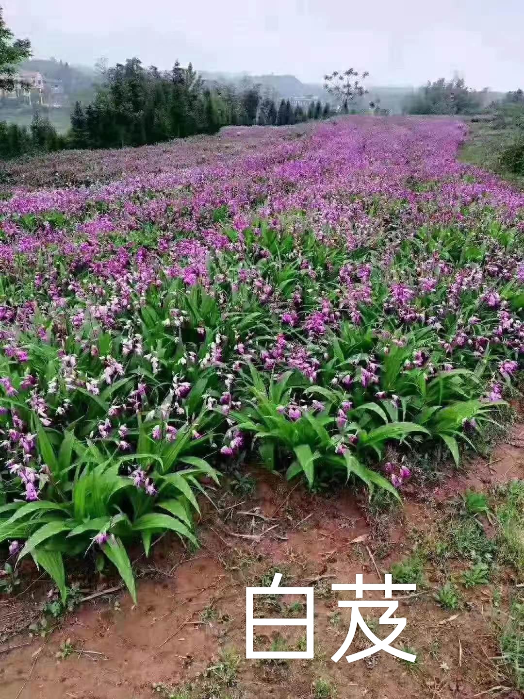 白芨种苗