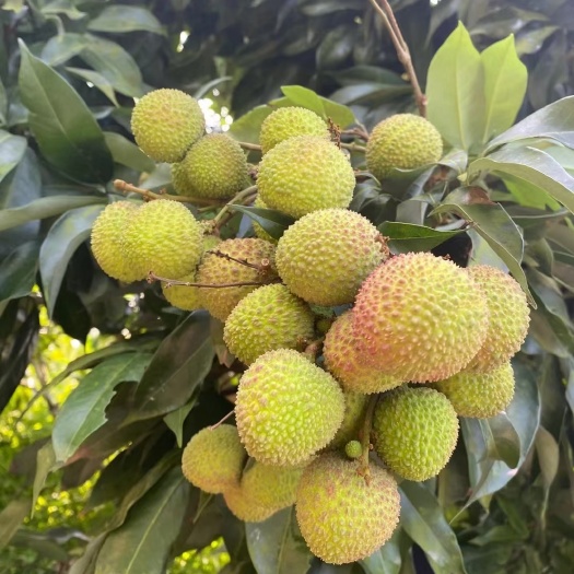 合江县合江荔枝，