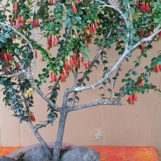 芒市树萝卜