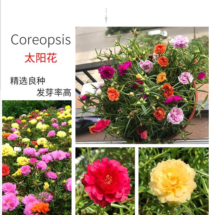 重瓣太阳花花种子花籽四季开花阳台室内花卉易活室外种孑花种籽子