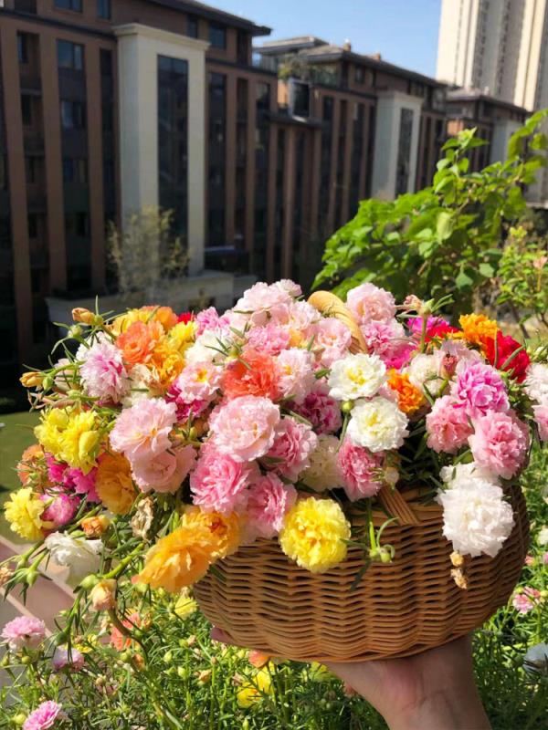 重瓣太阳花花种子花籽四季开花阳台室内花卉易活室外种孑花种籽子