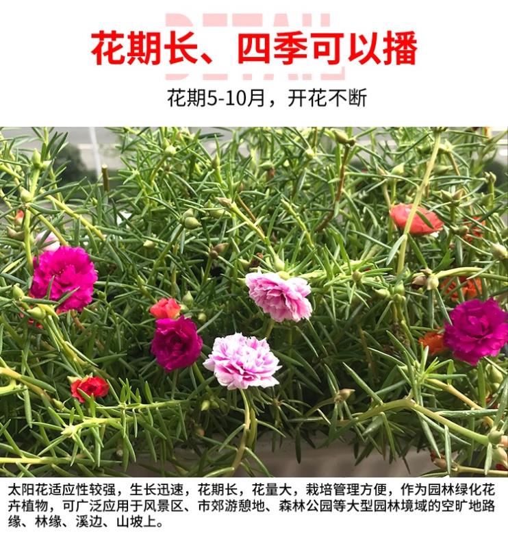 重瓣太阳花花种子花籽四季开花阳台室内花卉易活室外种孑花种籽子