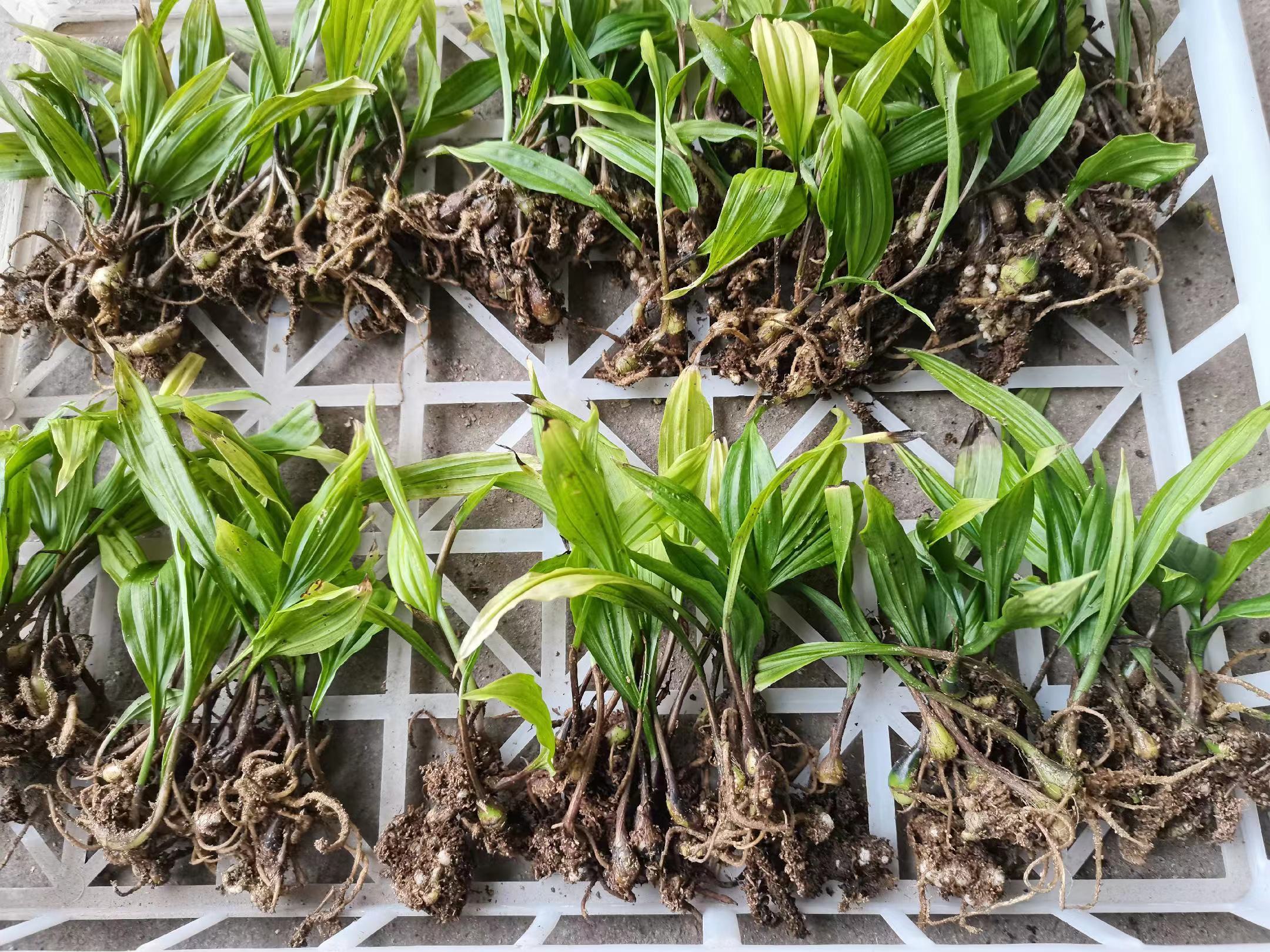 白芨种苗