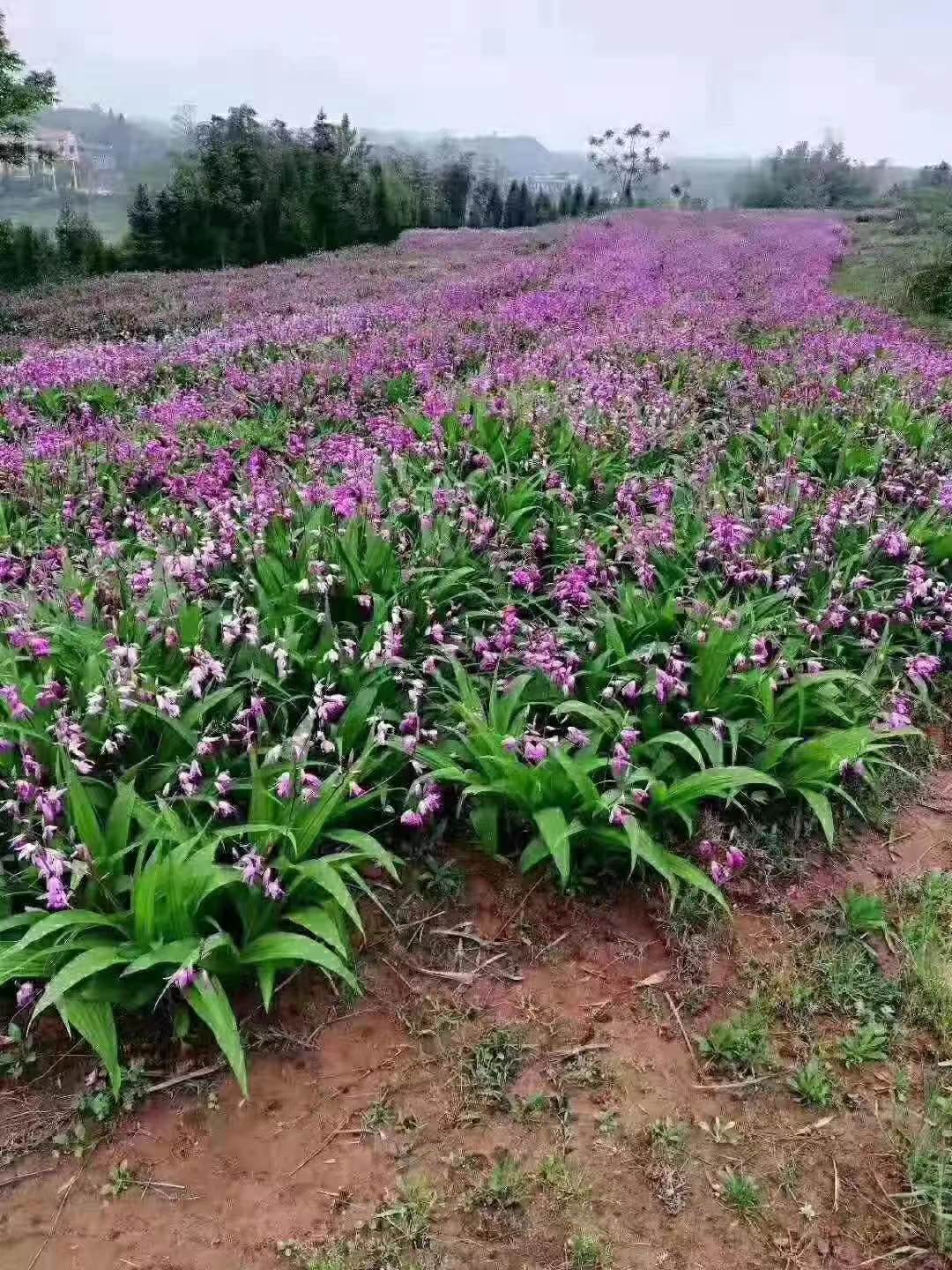 白芨种苗