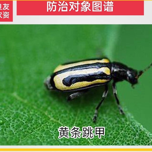 兴平市打跳甲——就用穿甲令，联苯噻虫胺，内吸传导性