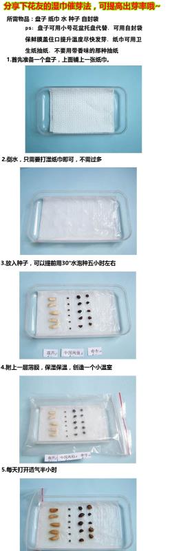 重瓣太阳花花种子花籽四季开花阳台室内花卉易活室外种孑花种籽子