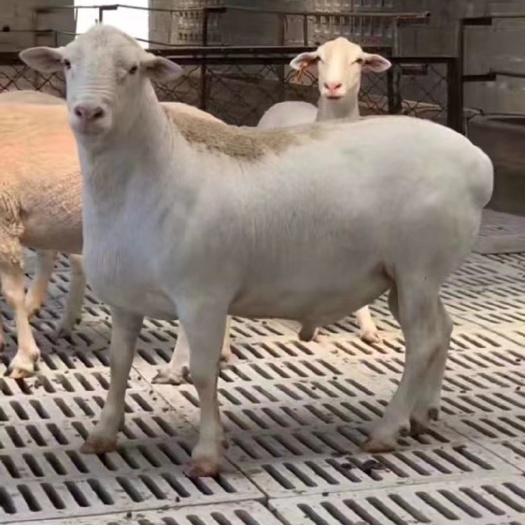 澳洲白绵羊头胎母羊支持线上交易质量有保障厂家直销