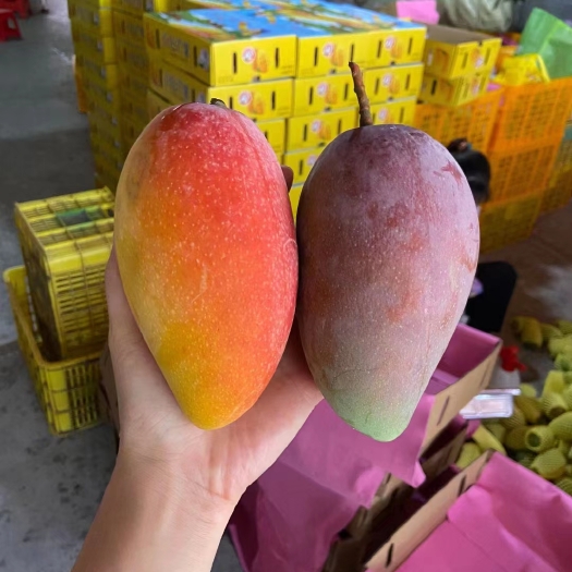 靖西市贵妃芒 水果届的真贵妃，爱不释手熟后色彩超级漂亮的