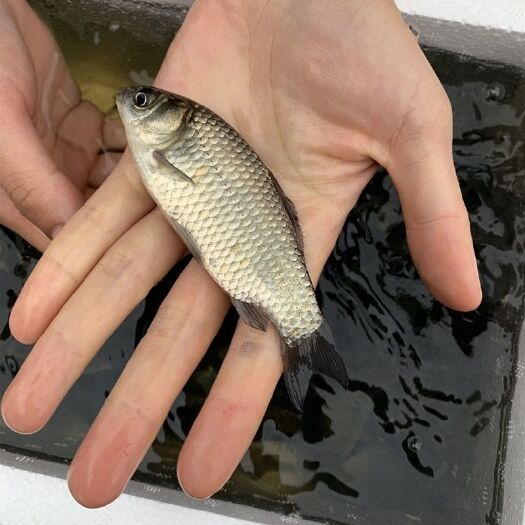 广州中科5号鲫鱼苗