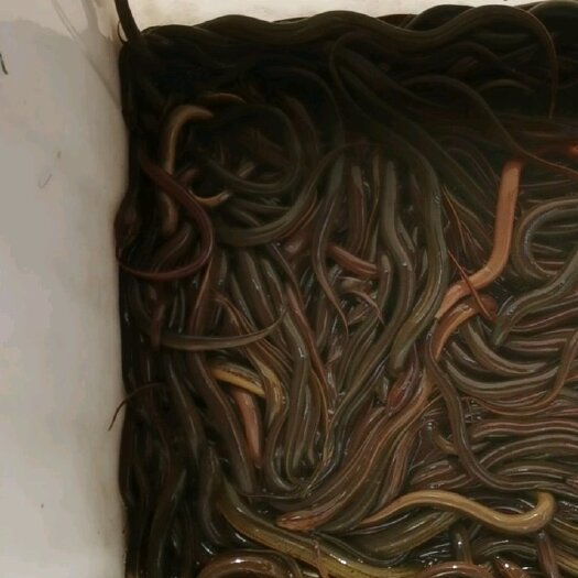 淮安黄鳝