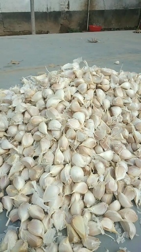 商河县大量供应四六瓣红根蒜苗种子，质量好。
