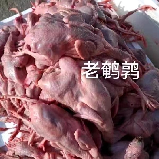 佛冈县鹌鹑（红条）