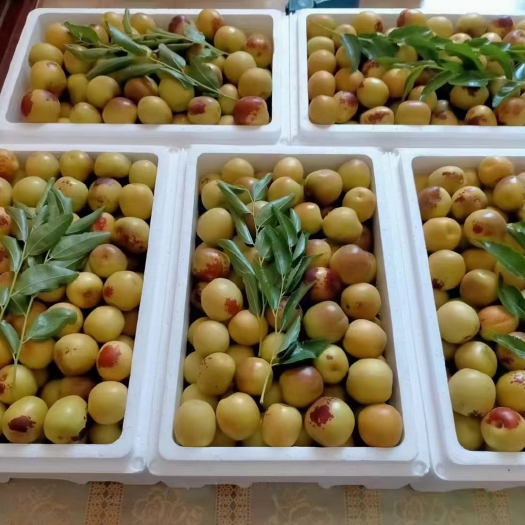 冬枣