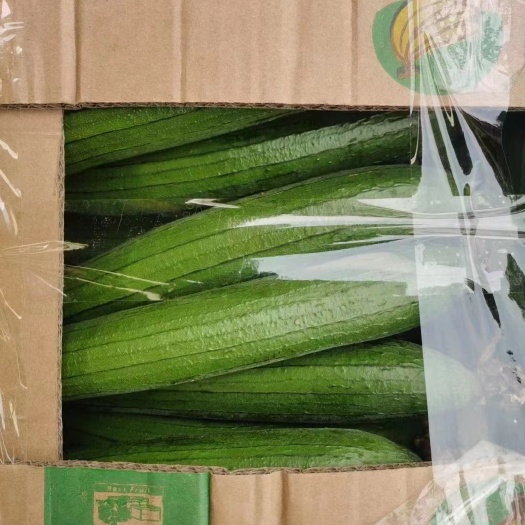 淮安本地精品丝瓜一手货源大棚种植质量有保证货源充足