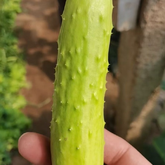 海阳市山东海阳白玉黄瓜生吃爽脆凉拌当天采摘整车物流发货