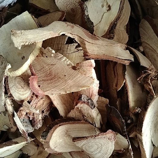 光山县牛奶 子根 胡颓子 片子批发零售