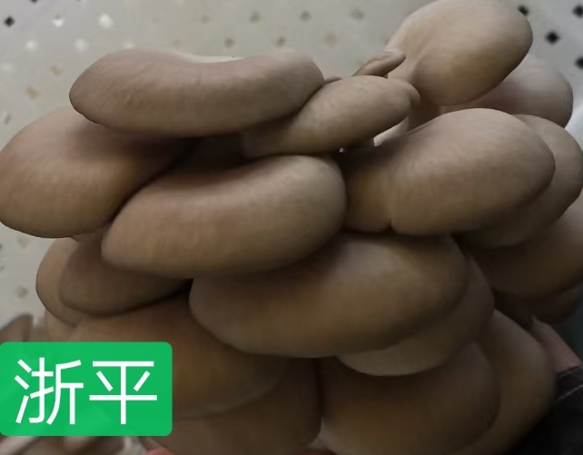 法库县浙平一号耐高温4－34度