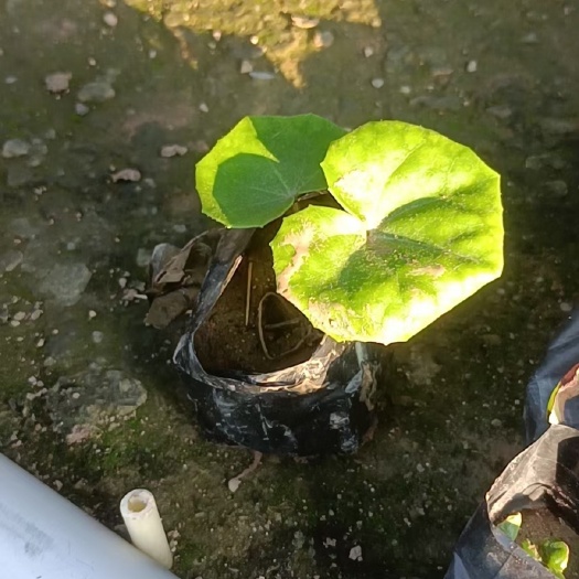 漳浦县大吴风草   大吴风草