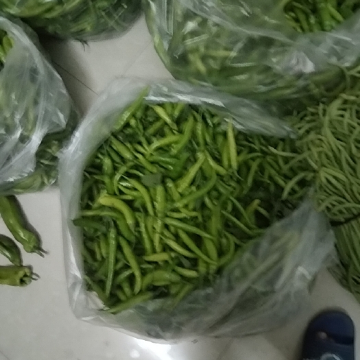 天门市鸿运当头清豆角，精优7号杭椒