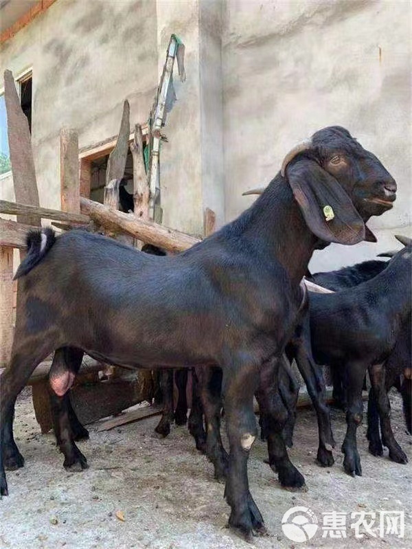 努比亚黑山羊支持线上下单公母都有纯种活体厂家直销确保质量