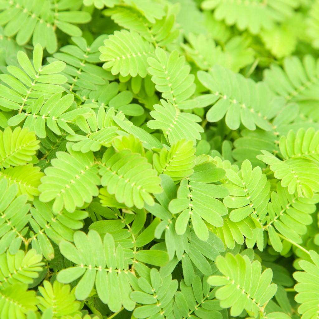 含羞草种子阳台绿植春季花种子室内盆栽易种易活含羞草种子