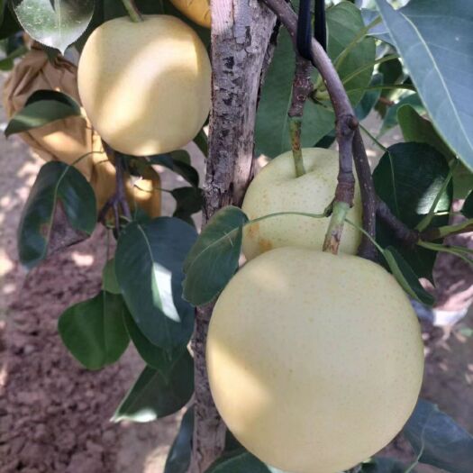 大名县皇冠梨大量现货