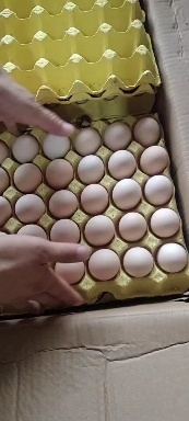 馆陶县粉蛋