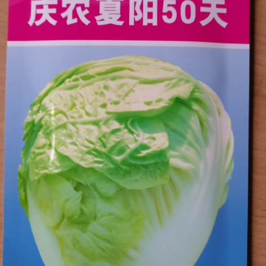 济南夏阳白菜种子  抗热高产外帮绿