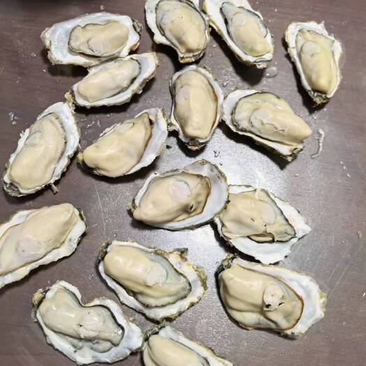 乳山市乳山生蚝，养殖加工直发一体化，批发各大海鲜市场酒店全规格有货