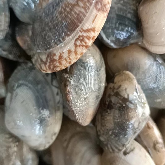 北海花螺，花甲螺，沙甲，鲜活，肥美，生猛，无沙，质优，价廉