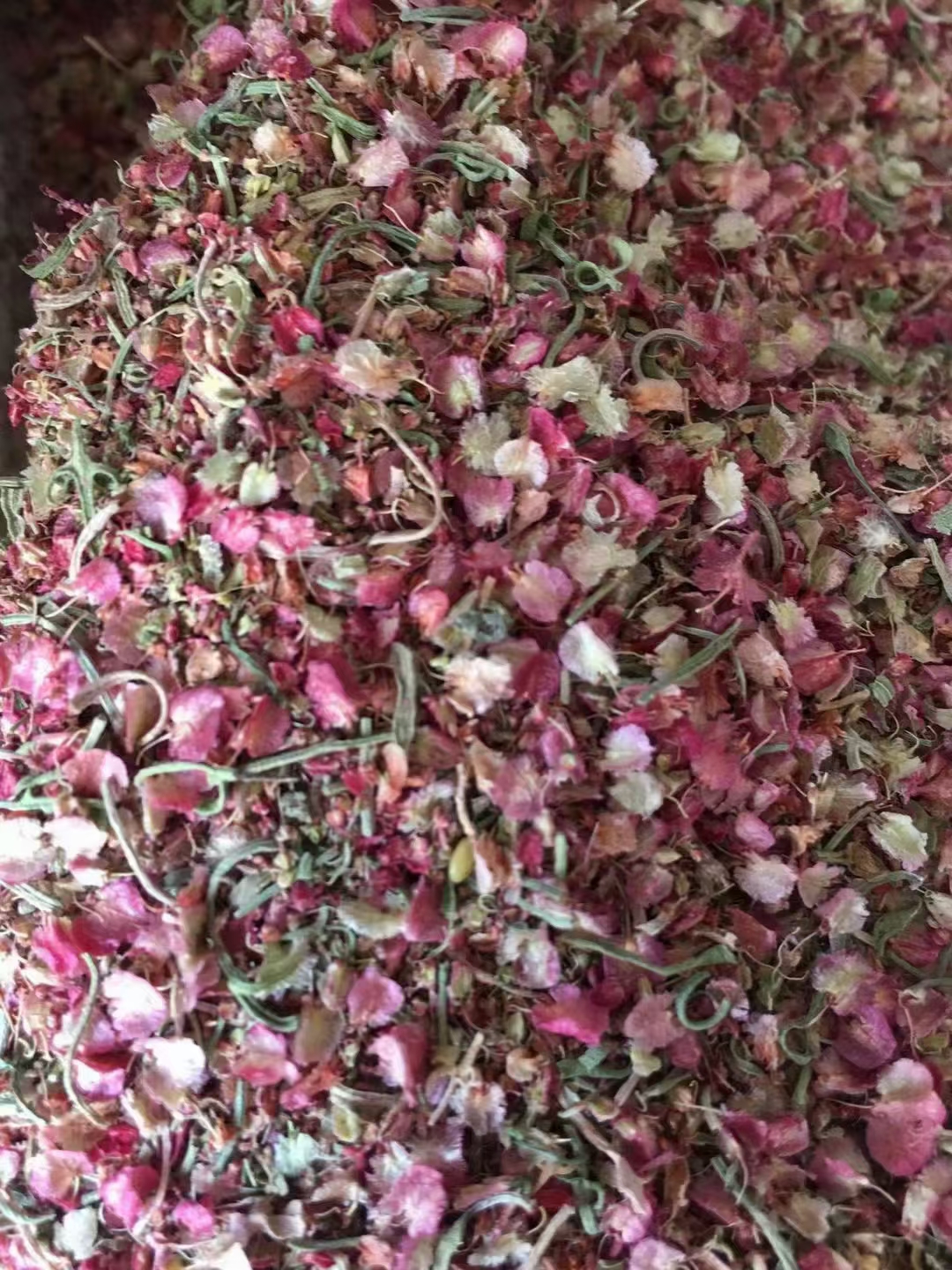戟叶酸模种子林木种籽国产散装四季多年生景观绿化工程观叶种孑